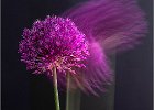 Allium - Linda Jacksdon (Open).jpg